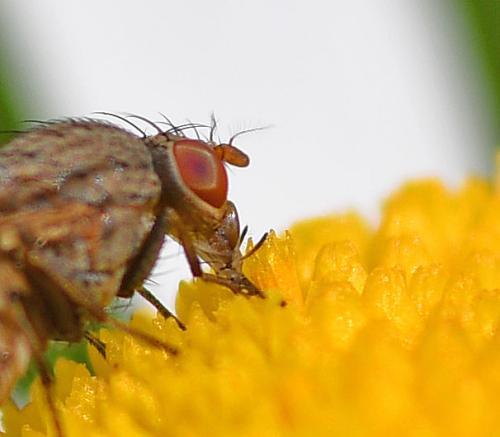 Réf. 344 263 : Minettia fasciata
